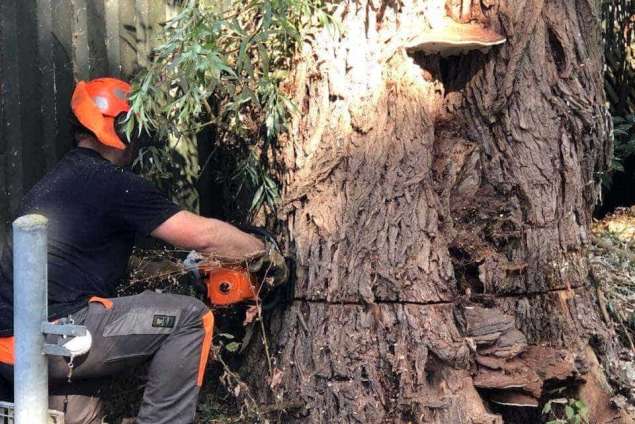 Handmatig bomen rooien in Woudenberg
