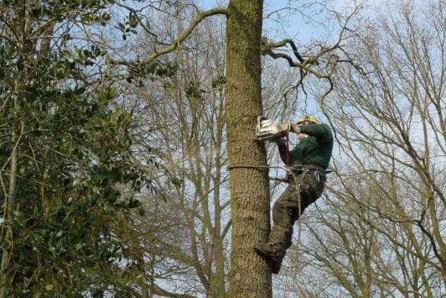 Kosten van het verwijderen van boomstronken in Woudenberg 