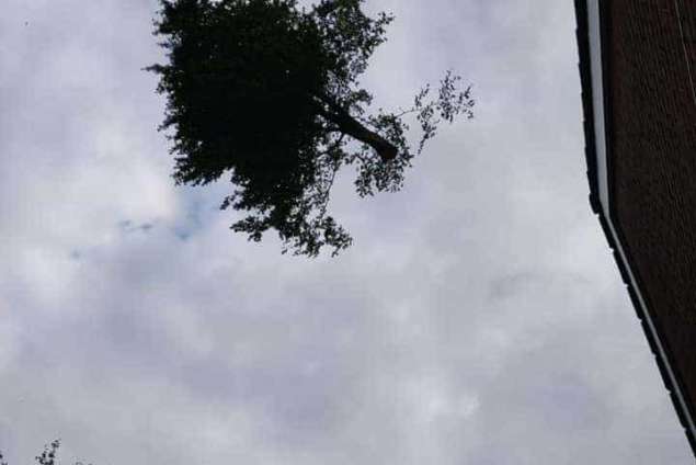bomen rooien niewegein