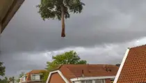 images/0000nieuws/2020/delft-boom-kap/verwidjeren-bomen-in-delft-210x119-61f