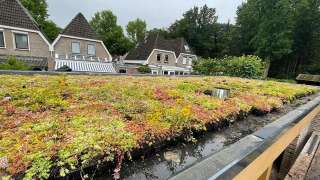 groene daken sedum matten hoe plaatsen 