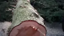 images/0000nieuws/2023/bomen-verwijderen-eindhoven/verwijderen-van-bomen-in-eindhoven-mierlo-door-middel-van-klimmen-en-kraanwerk-6-210x119-dbf