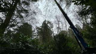 verwijderen bomen Eindhoven stronken weg frezen opruimen bomen in achtertuin