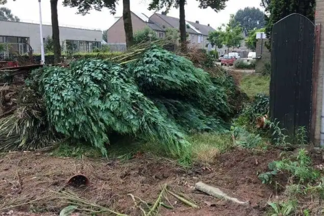 images/0000nieuws/eindhoven-schutting-plaatsen/haag-verwijderen-boom-kappen-schutting-plaatsen-eindhoven-stronk-rooien-helmond4-635x424-848