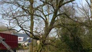 bomen kappen