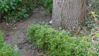 bomen vellen