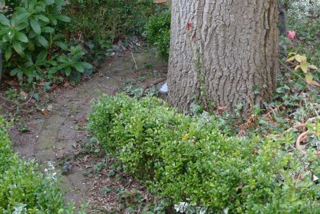 bomen vellen
