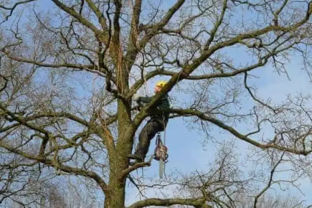 images/001-tuinaanleg-ettenleur/001bilthoven/Kappen-bomen-Bilthoven-Laren-635x424-3bb