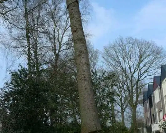 images/001-tuinaanleg-ettenleur/001bilthoven/Rooien-en-kappen-van-bomen-Bilthoven-530x424-965