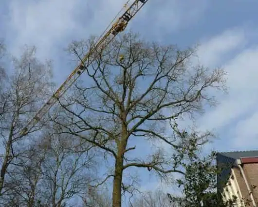 images/001-tuinaanleg-ettenleur/001bilthoven/Rooien-van-bomen-Bilthoven-Hilversum-530x424-965
