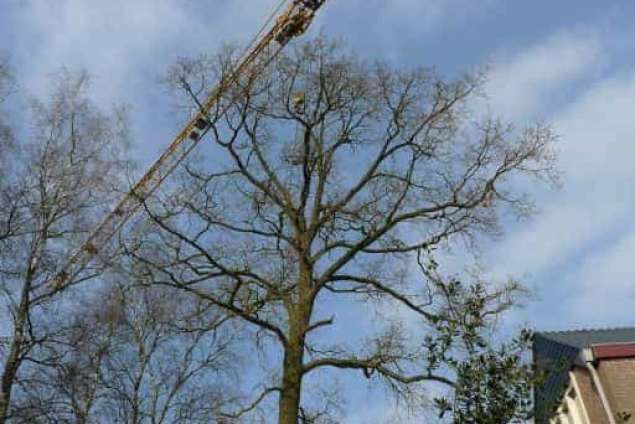 Bomen rooien AMsterdam