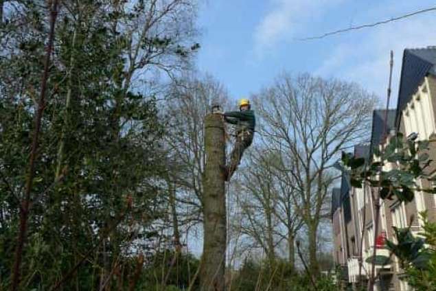 bomen rooien en kappen 