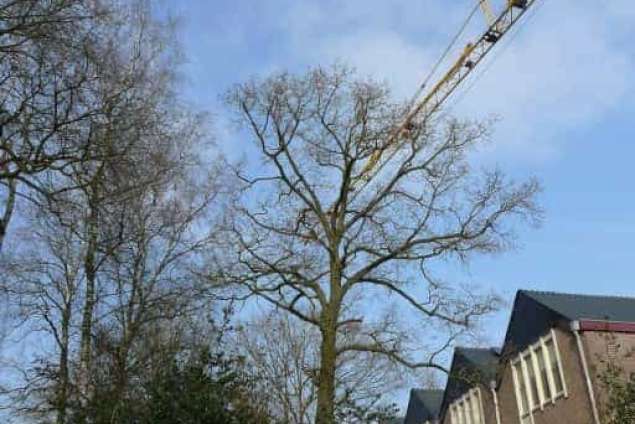 Bomen rooien Zwanenburg