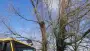 images/001-tuinaanleg-ettenleur/31-maart-bomen-rooien/bomen-kappen-rosmalen-90x51-929