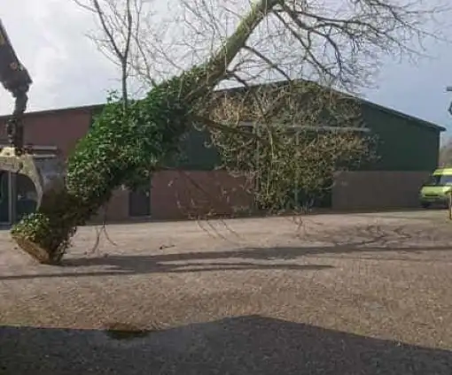 images/001-tuinaanleg-ettenleur/31-maart-bomen-rooien/boom-rooien-rosmalen-510x424-fda