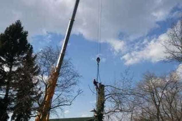 Bomen kappen Steensel