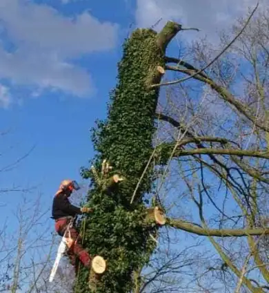 images/001-tuinaanleg-ettenleur/31-maart-bomen-rooien/verwijderen-bomen-in-oss-390x424-8b7