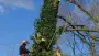 images/001-tuinaanleg-ettenleur/31-maart-bomen-rooien/verwijderen-bomen-in-oss-90x51-929