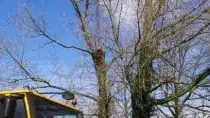 images/001-tuinaanleg-ettenleur/31-maart-bomen-rooien/verwijderen-bomen-rosmalen-210x118-c6d