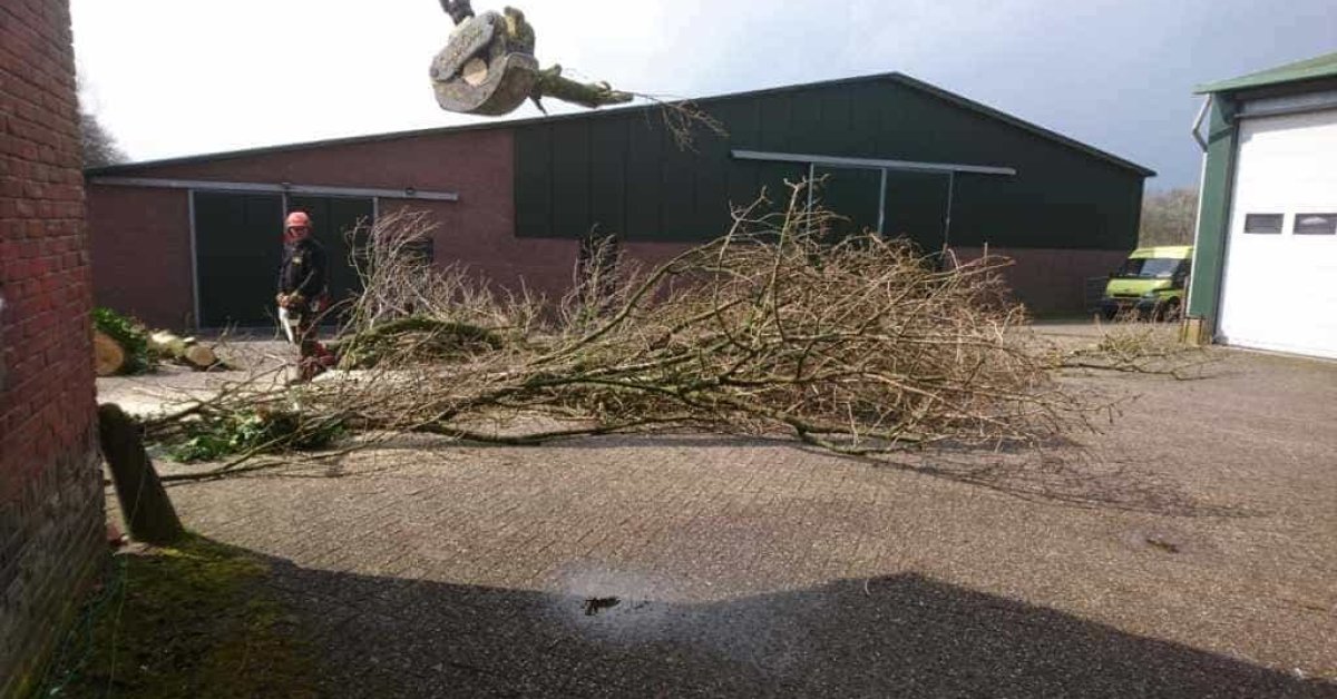 images/001-tuinaanleg-ettenleur/31-maart-bomen-rooien/verwijderen-boom-in-rosmalen-1200x628-dc6