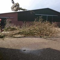 images/001-tuinaanleg-ettenleur/31-maart-bomen-rooien/verwijderen-boom-in-rosmalen-200x200-945