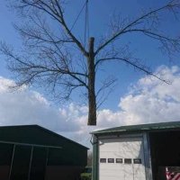 images/001-tuinaanleg-ettenleur/31-maart-bomen-rooien/verwijdernen-bomen-breda-200x200-945