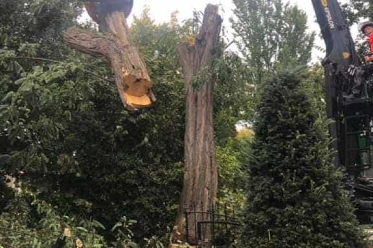 images/001-tuinaanleg-ettenleur/4-10-meersen-boom-kappen/bomen-rooien-meersen-750x500-f2b