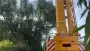 images/001-tuinaanleg-ettenleur/8-augustus-boom-kap-neerijnen/boom-ziek-hoe-kappen-90x51-8c0