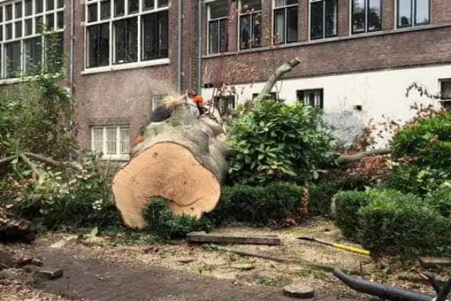 images/001-tuinaanleg-ettenleur/amsterdam-beuken-boom-kappen/beuken-boom-kappen-amsterdam-omgevallen-boom-reuzenzwam-635x424-00d