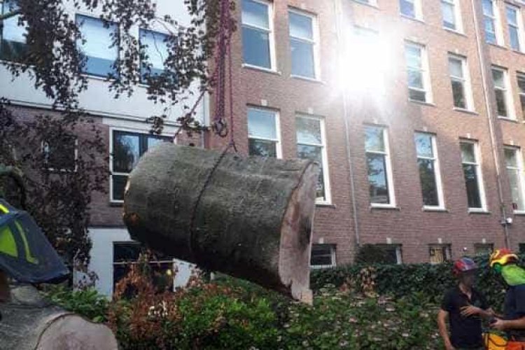 images/001-tuinaanleg-ettenleur/amsterdam-beuken-boom-kappen/rooien-en-verwijderen-van-omgevalen-bomen-in-centrum-amsterdam-aan-de-grachtengordel-750x500-95c