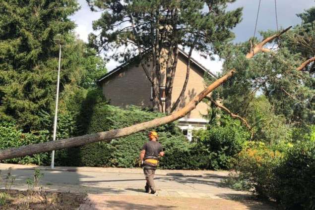 Bomen rooien in achtertuin in Rijen 