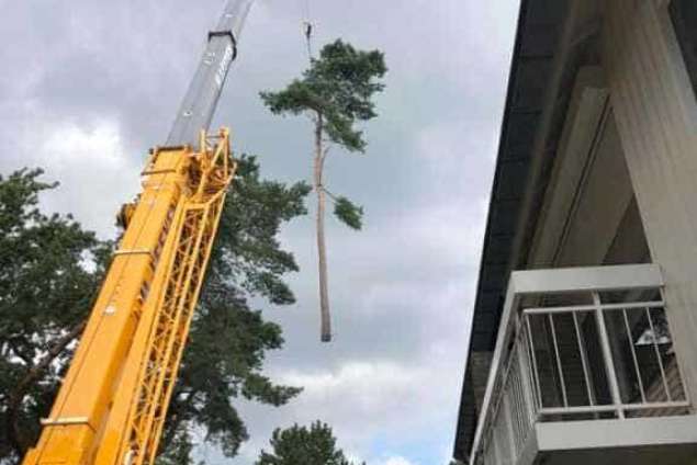 Bomen rooien in achtertuin in Rijen 