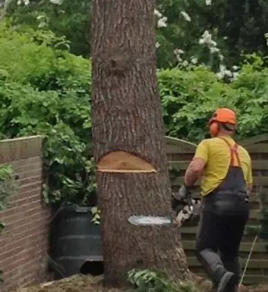images/001-tuinaanleg-ettenleur/boom-rooien-weert-390x424-397