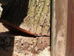 Bomen kappen Genderen