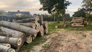 bomen rooien deventer populieren hoveniersbedrijf