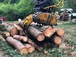 Bomen kappen Hoogland