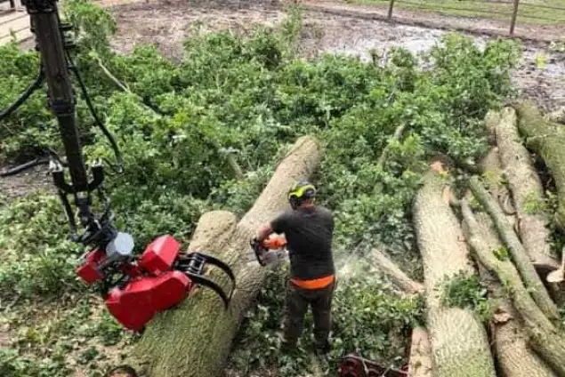 images/001-tuinaanleg-ettenleur/eiken-bomen-rooien-oss/bomen-rooien-oss-635x424-086
