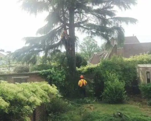 images/001-tuinaanleg-ettenleur/kosten-boom-kappen-Weert-530x424-b5b