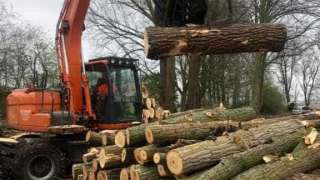 bomen rooien