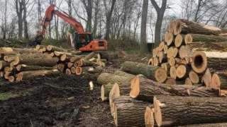 bomen rooien