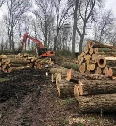 images/001-tuinaanleg-ettenleur/poplierenbomen-kappen-woendrecht/Populieren-bomen-kappen--stormhout-woensdrecht-390x424-576