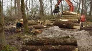 bomen rooien