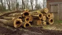 images/001-tuinaanleg-ettenleur/poplierenbomen-kappen-woendrecht/bomen-rooien-bergen-op-zoom-210x119-a1b