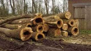 bomen rooien