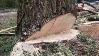 bomen rooien