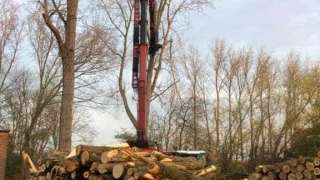 Populieren bomen kappen Woensdrecht 