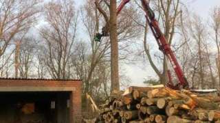 Populieren bomen kappen Woensdrecht 