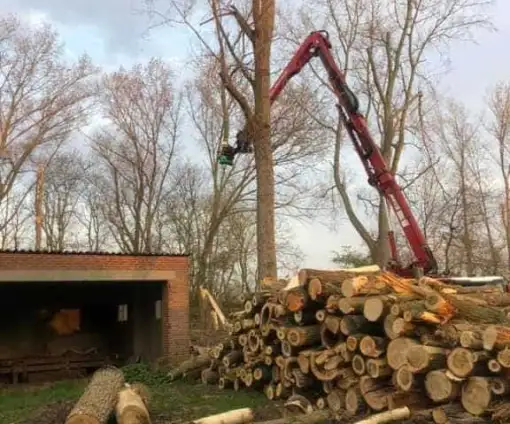 images/001-tuinaanleg-ettenleur/poplierenbomen-kappen-woendrecht/bomen-rooien-woensdrecht-populier-510x424-46b