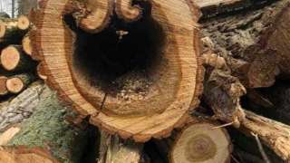 images/001-tuinaanleg-ettenleur/poplierenbomen-kappen-woendrecht/boom-kappen-woensdrecht-320x180-93c