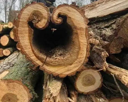 images/001-tuinaanleg-ettenleur/poplierenbomen-kappen-woendrecht/boom-kappen-woensdrecht-530x424-b47
